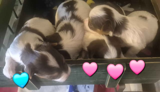 Yorkshire Terrier Puppies media 3