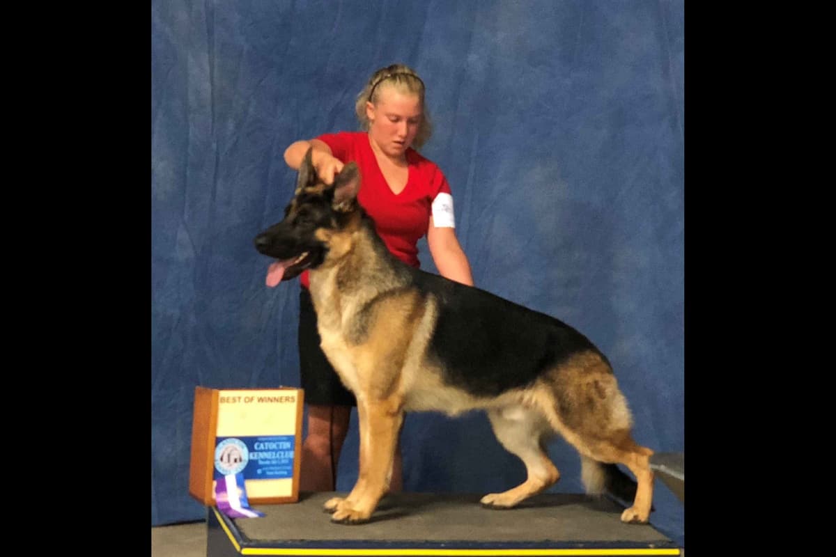 German Shepherd Dog Puppies breeder image 3