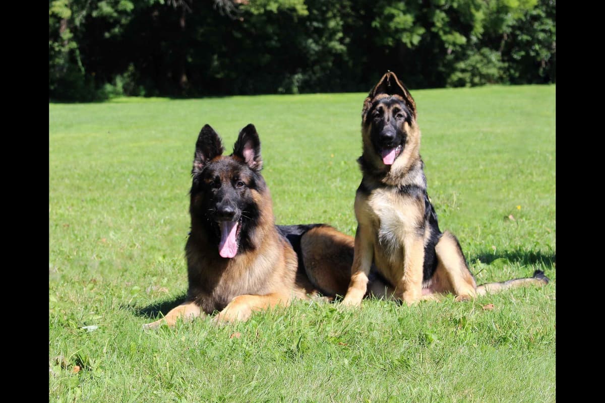 German Shepherd Dog Puppies breeder image 4