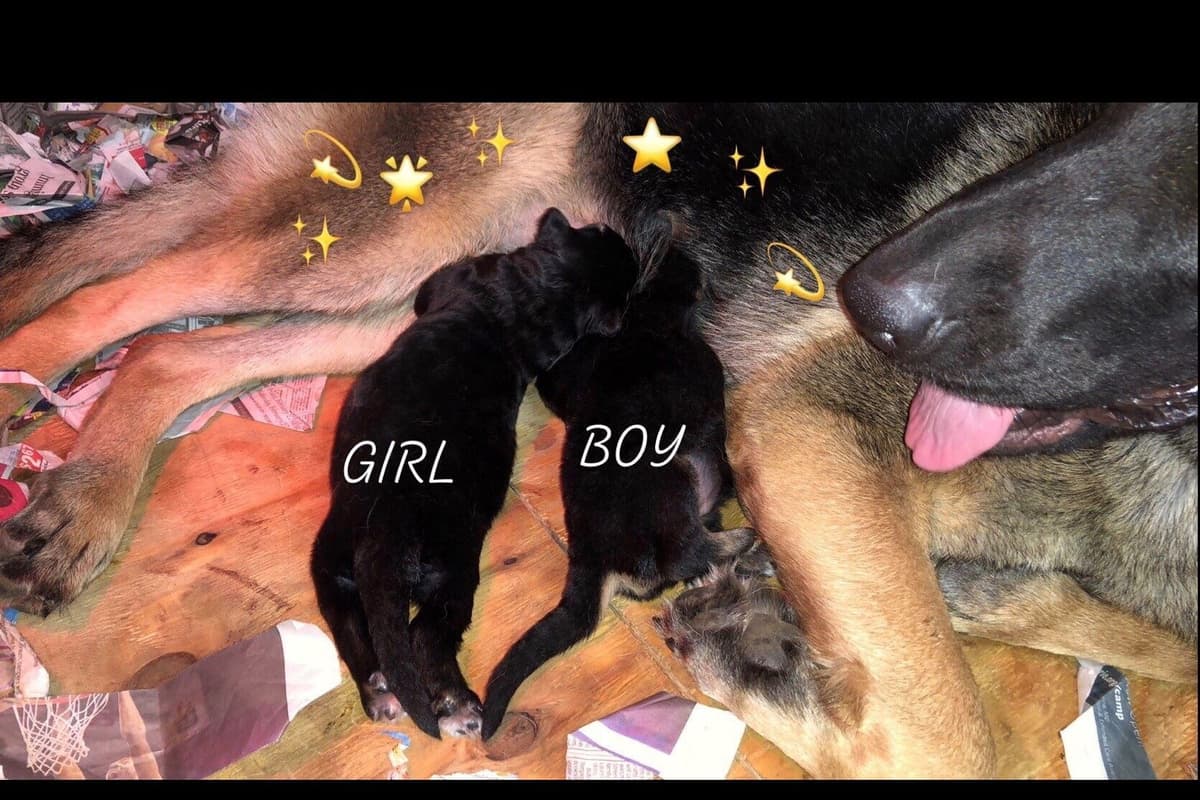 German Shepherd Dog Puppies breeder image 5