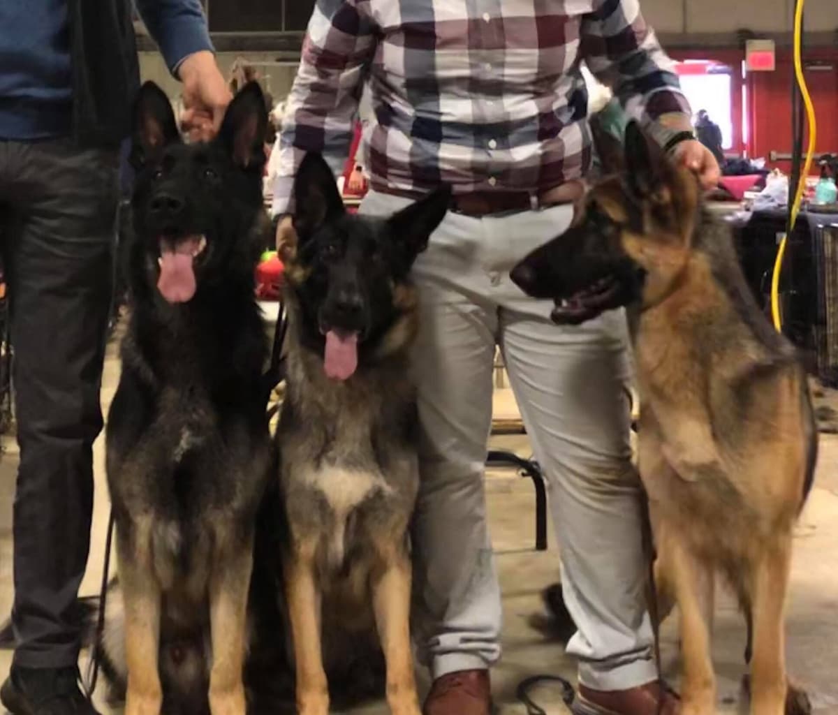 German Shepherd Dog Puppies breeder image 12