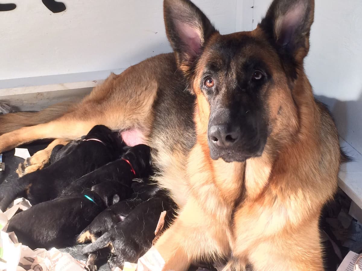 German Shepherd Dog Puppies breeder image 14