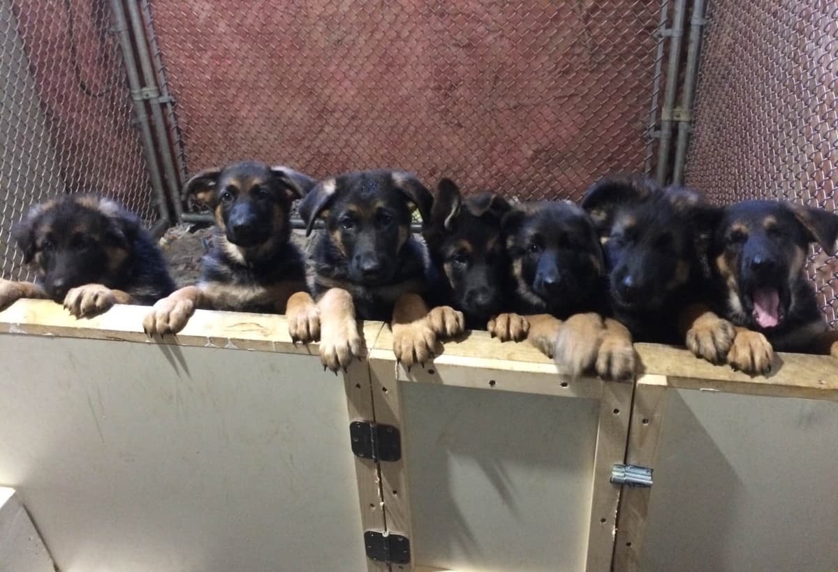 German Shepherd Dog Puppies breeder image 15