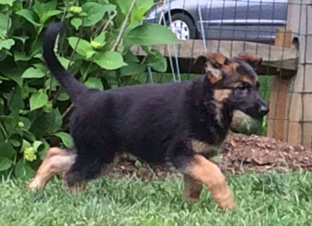 German Shepherd Dog Puppies breeder image 16