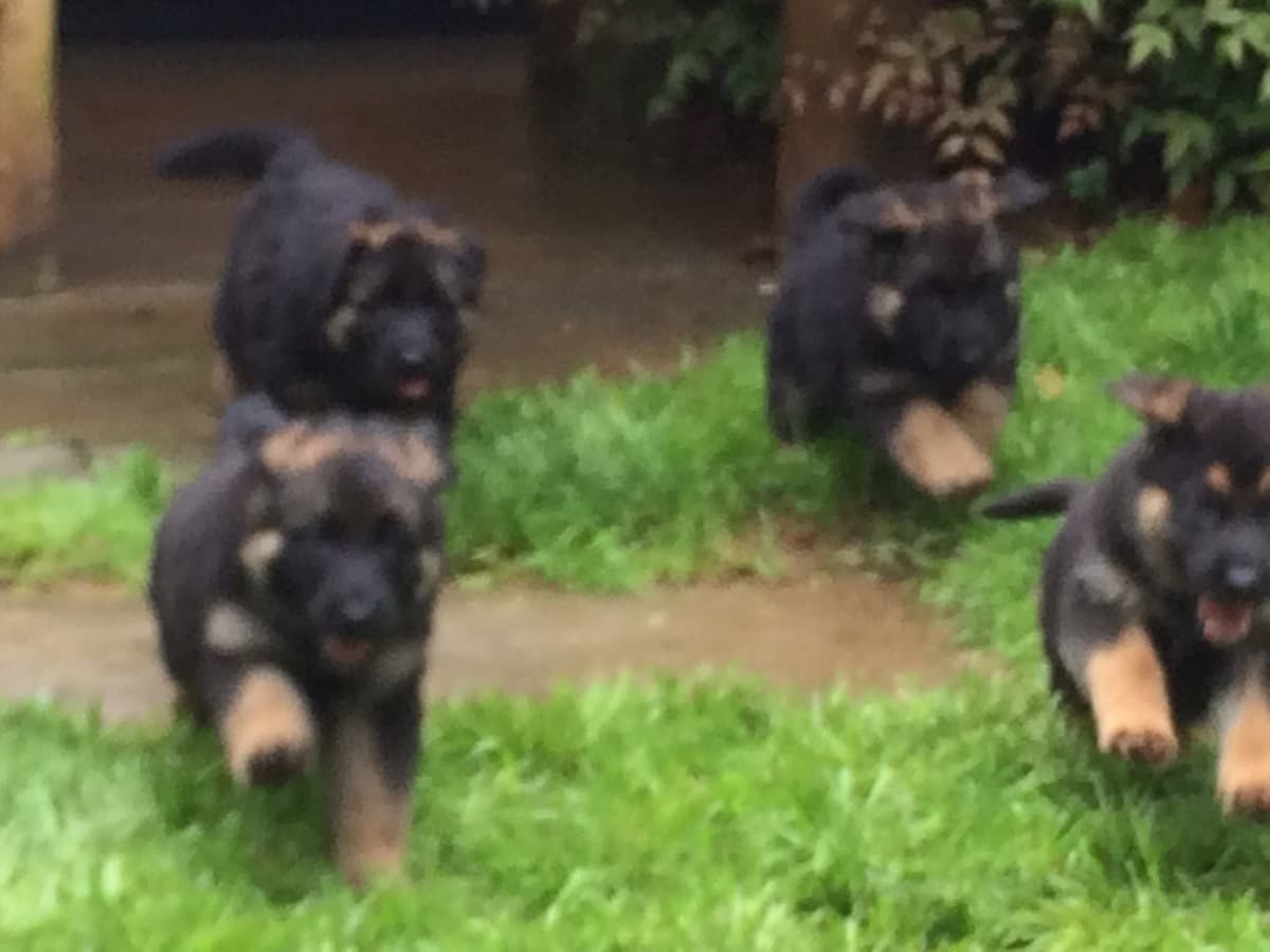 German Shepherd Dog Puppies breeder image 17