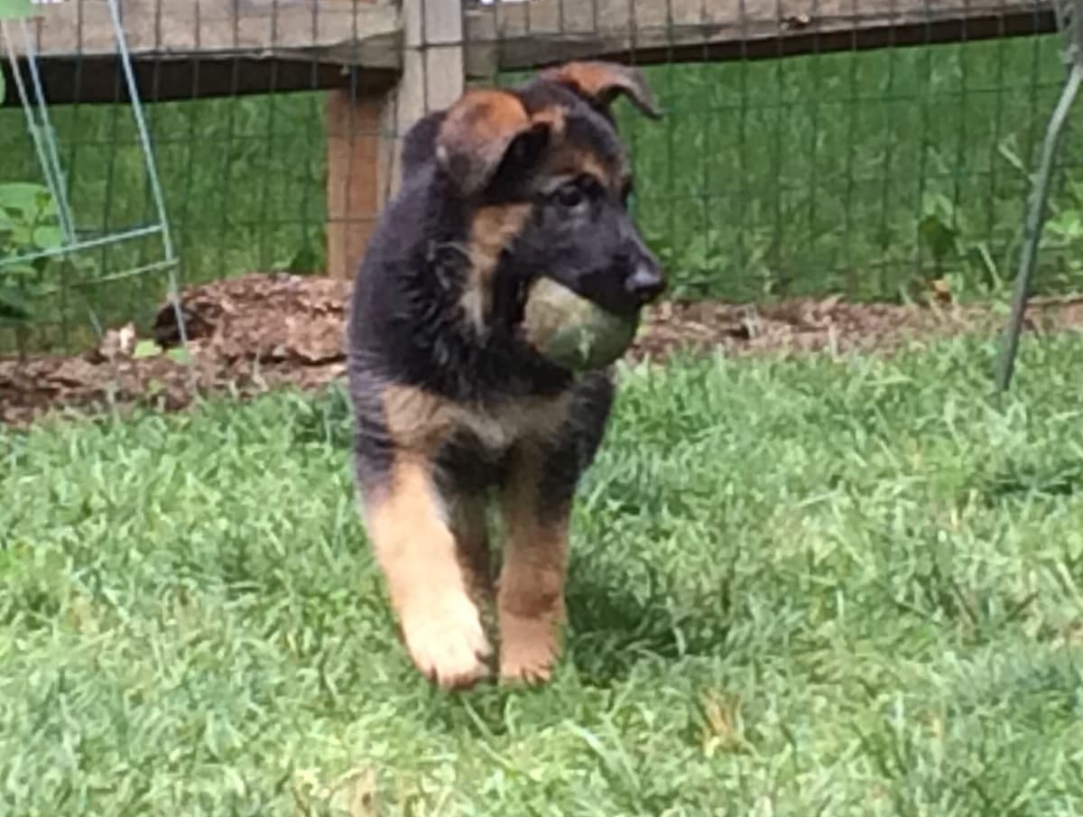 German Shepherd Dog Puppies breeder image 19