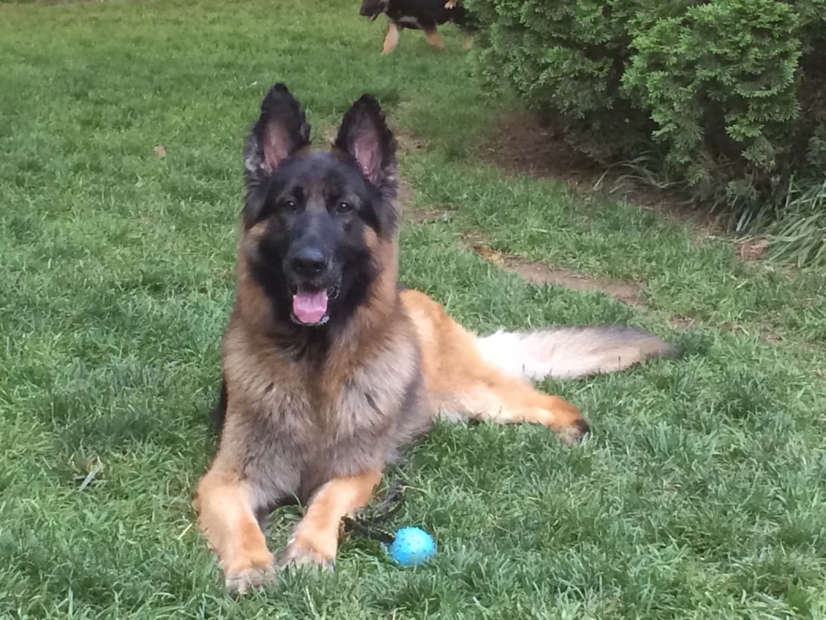 German Shepherd Dog Puppies breeder image 18