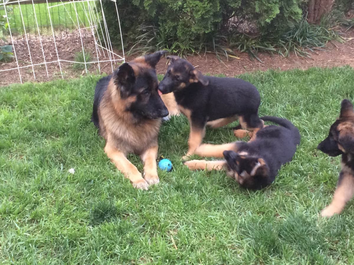 German Shepherd Dog Puppies breeder image 21