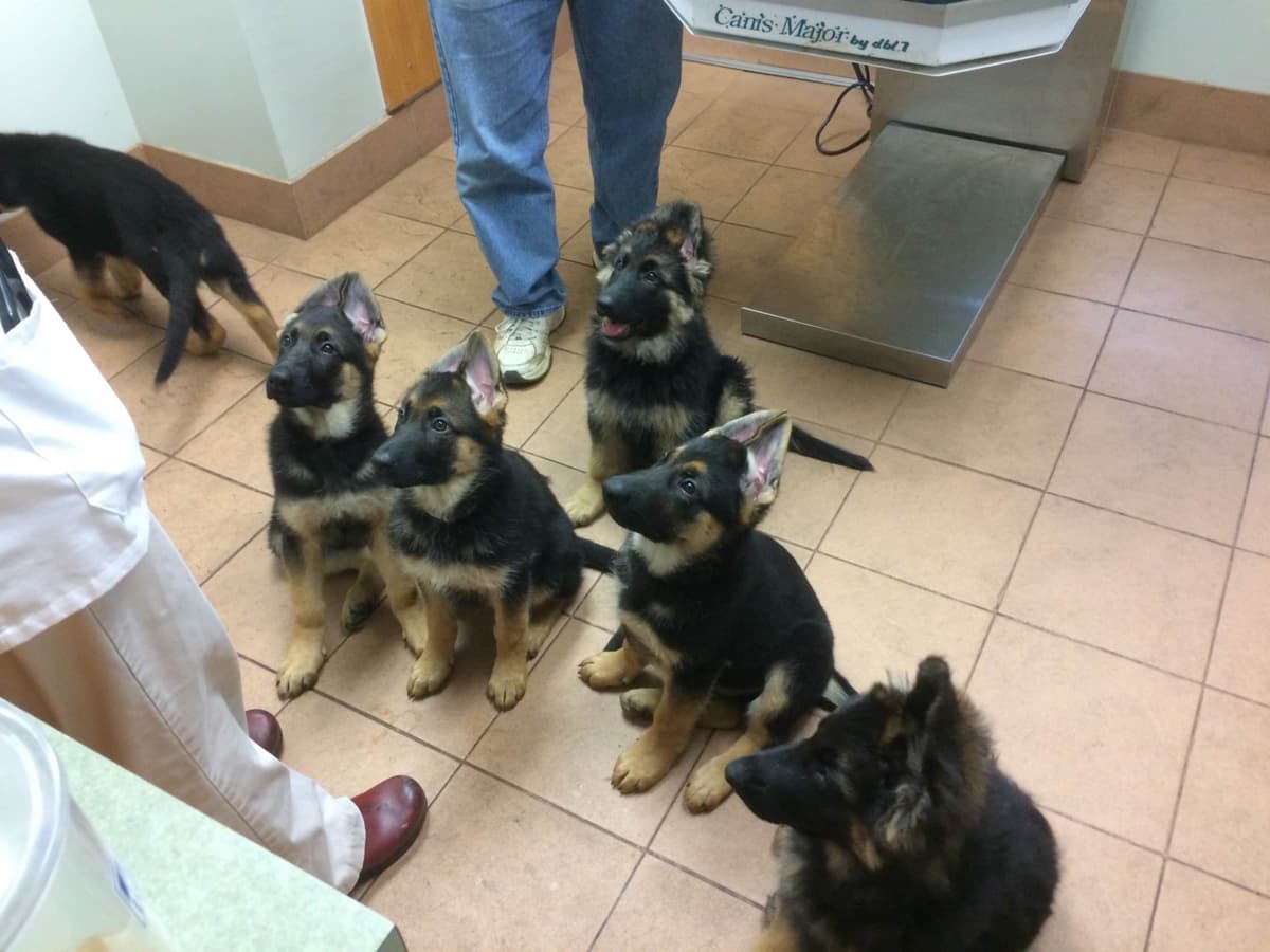 German Shepherd Dog Puppies breeder image 24