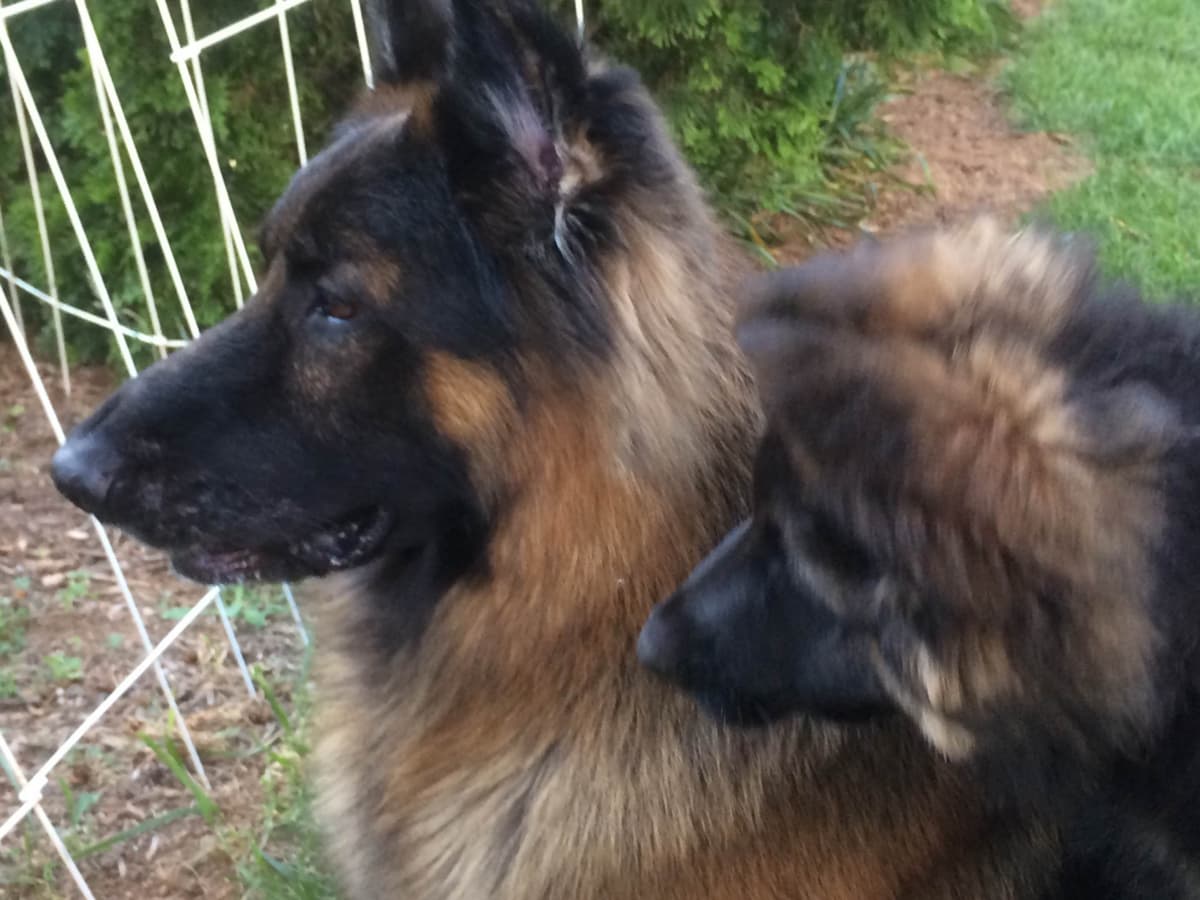 German Shepherd Dog Puppies breeder image 23