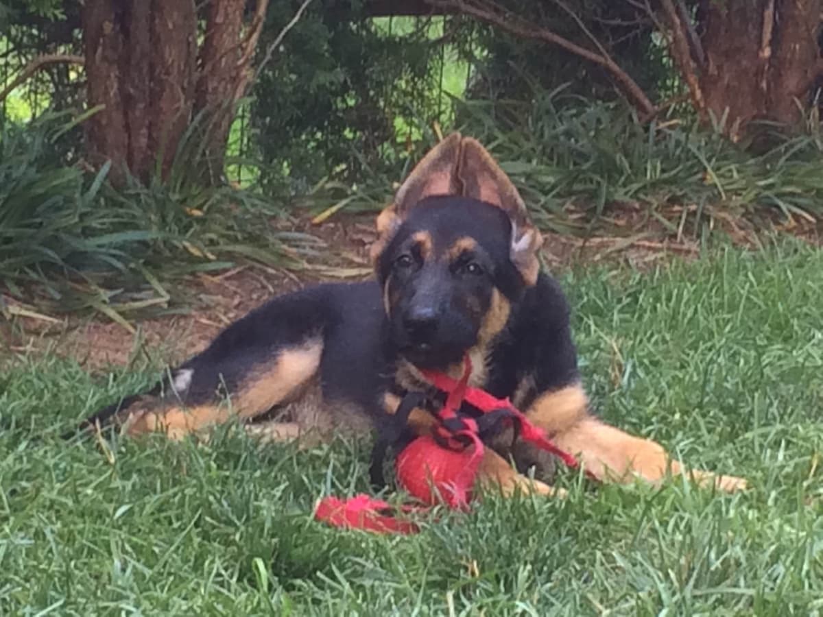 German Shepherd Dog Puppies breeder image 22