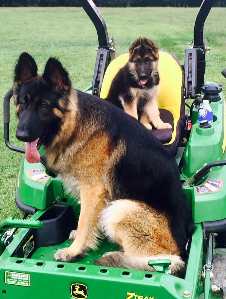 German Shepherd Dog Puppies breeder image 25