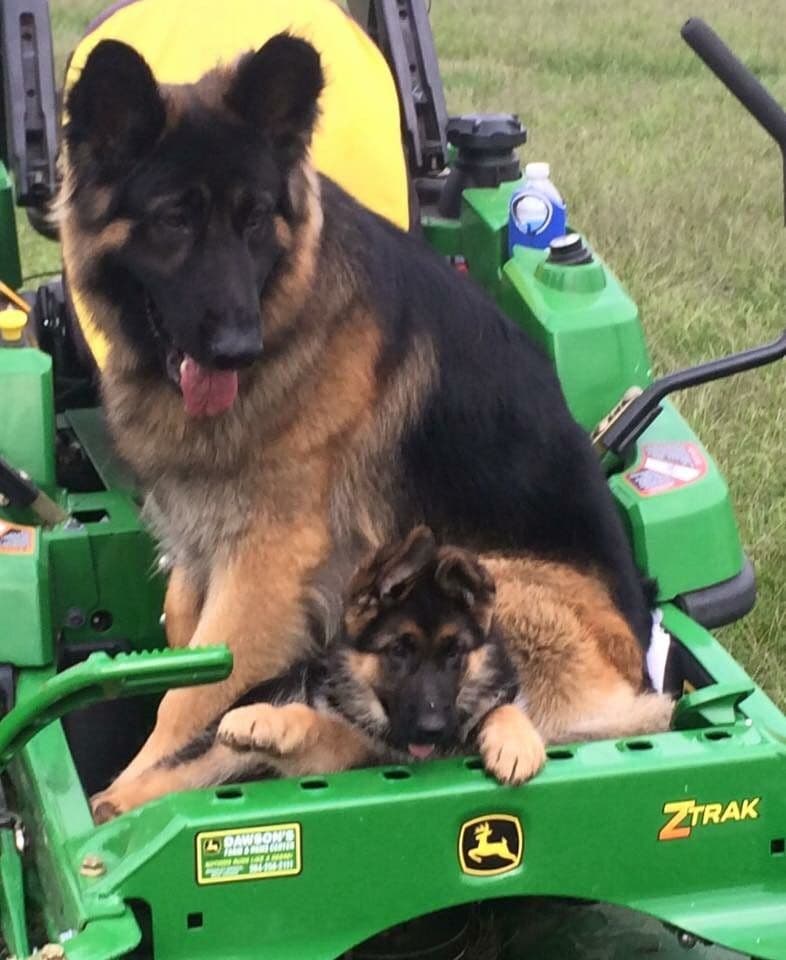 German Shepherd Dog Puppies breeder image 26