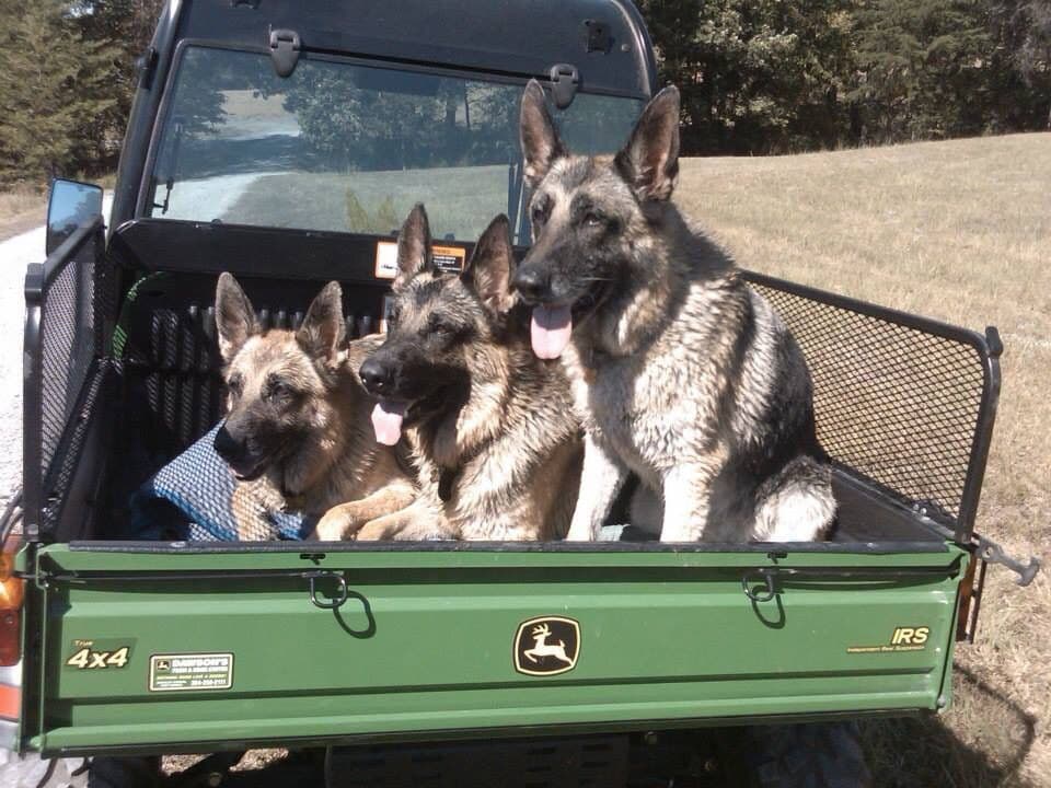 German Shepherd Dog Puppies breeder image 27