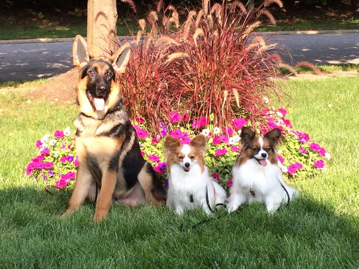 German Shepherd Dog Puppies breeder image 31