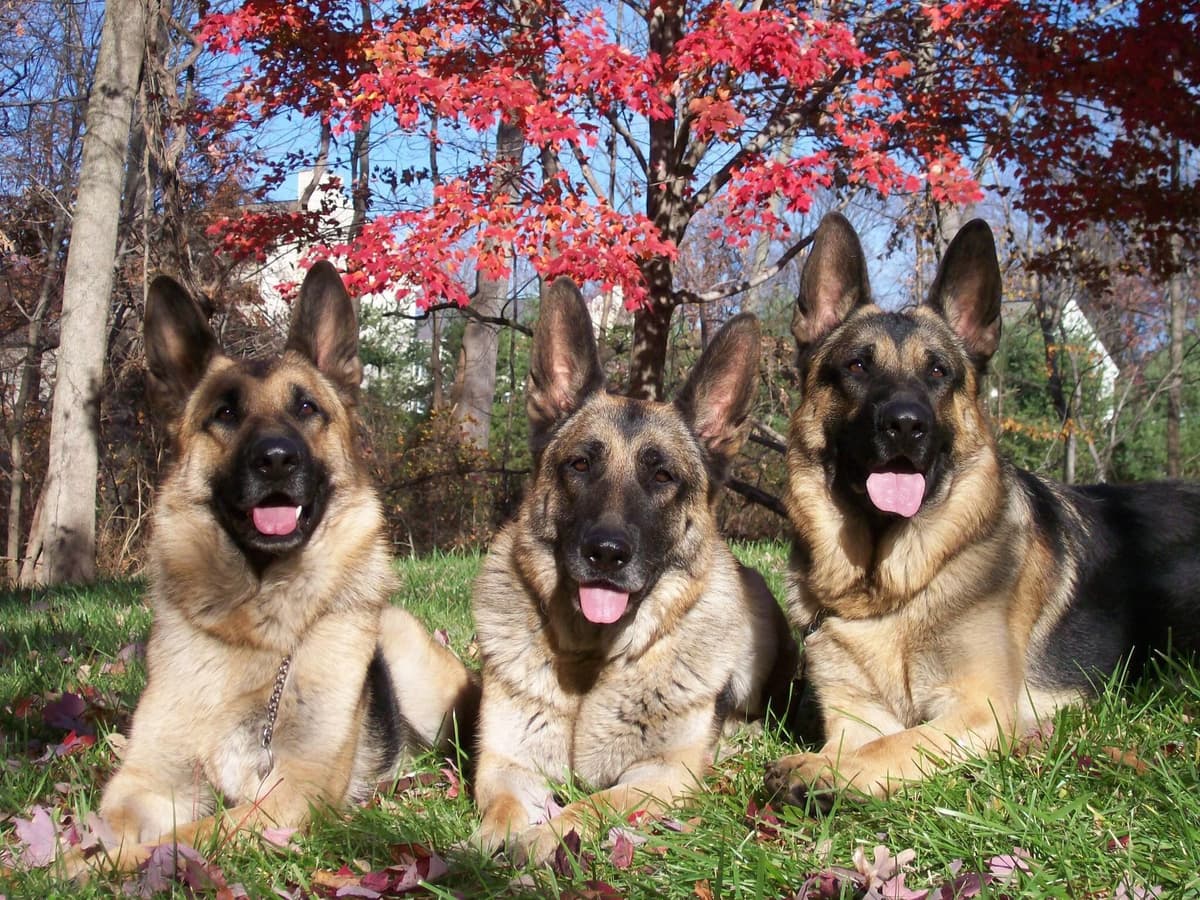 German Shepherd Dog Puppies breeder image 32