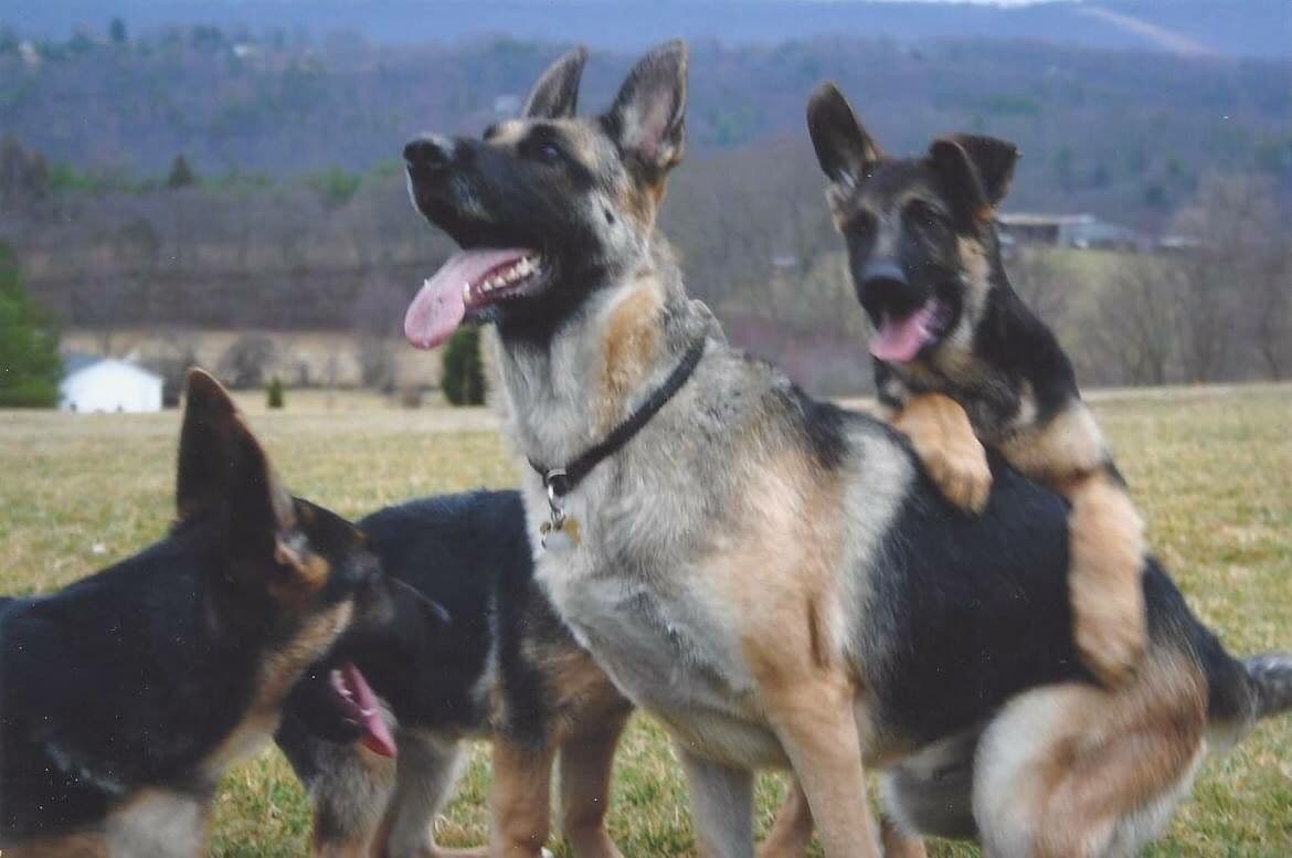 German Shepherd Dog Puppies breeder image 35