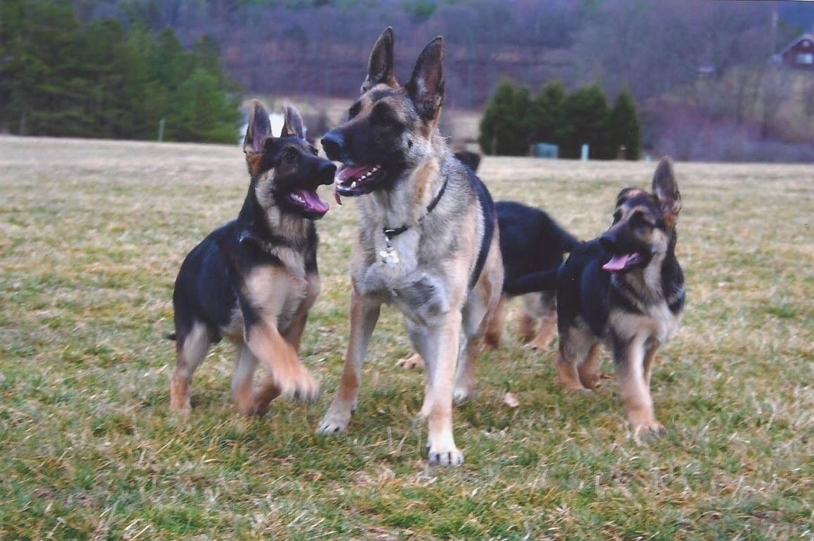 German Shepherd Dog Puppies breeder image 33