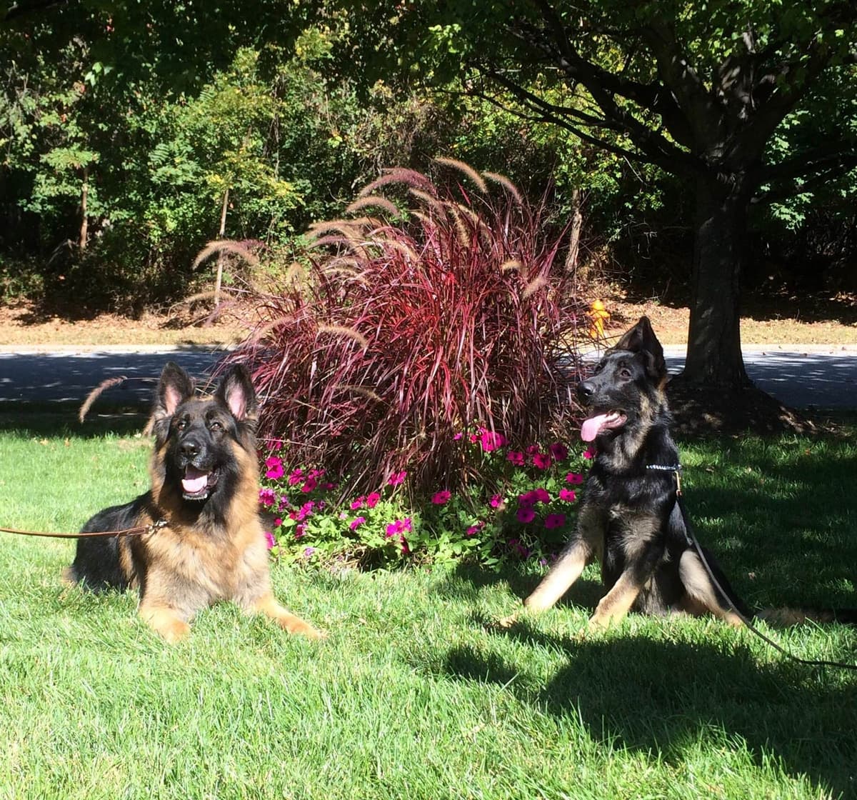 German Shepherd Dog Puppies breeder image 37