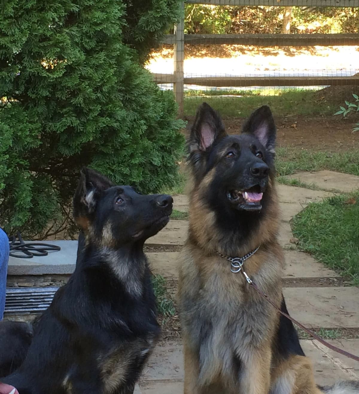 German Shepherd Dog Puppies breeder image 36