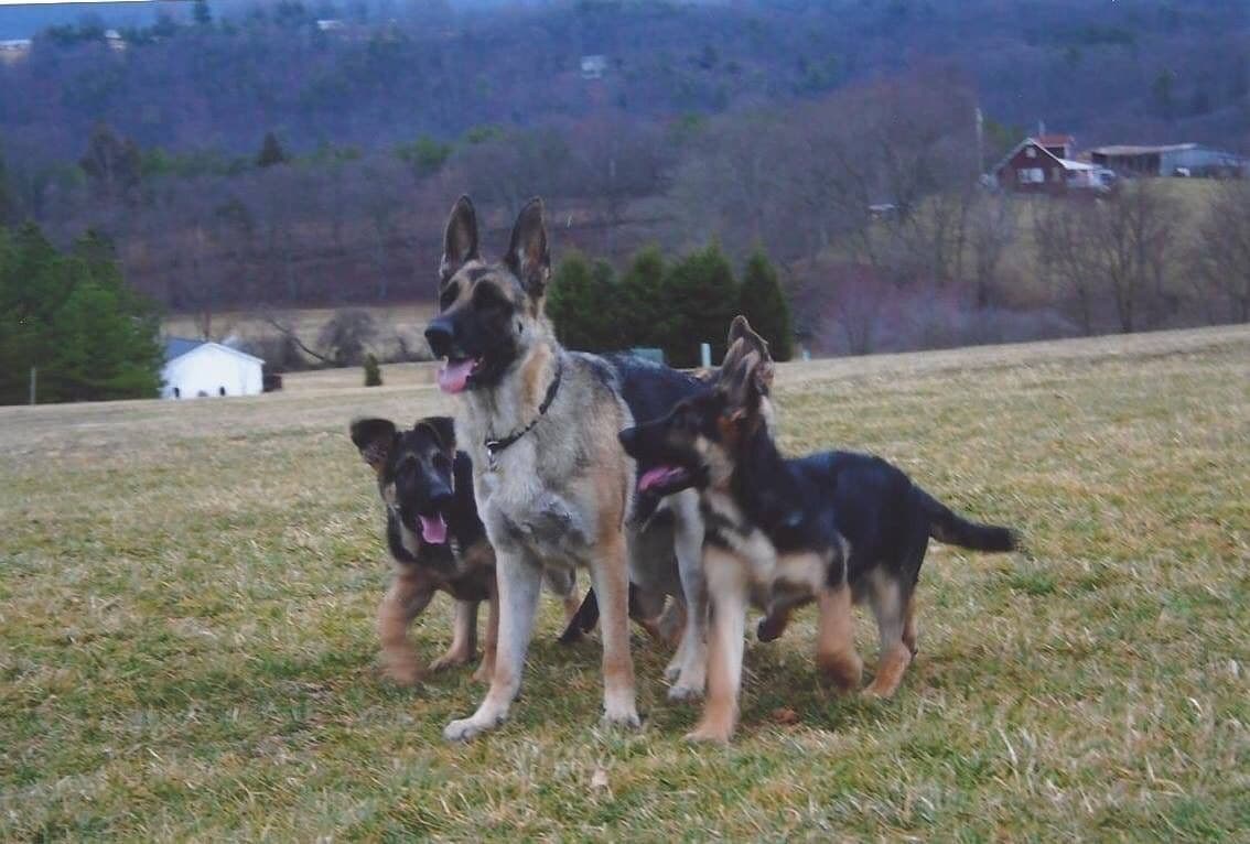German Shepherd Dog Puppies breeder image 38