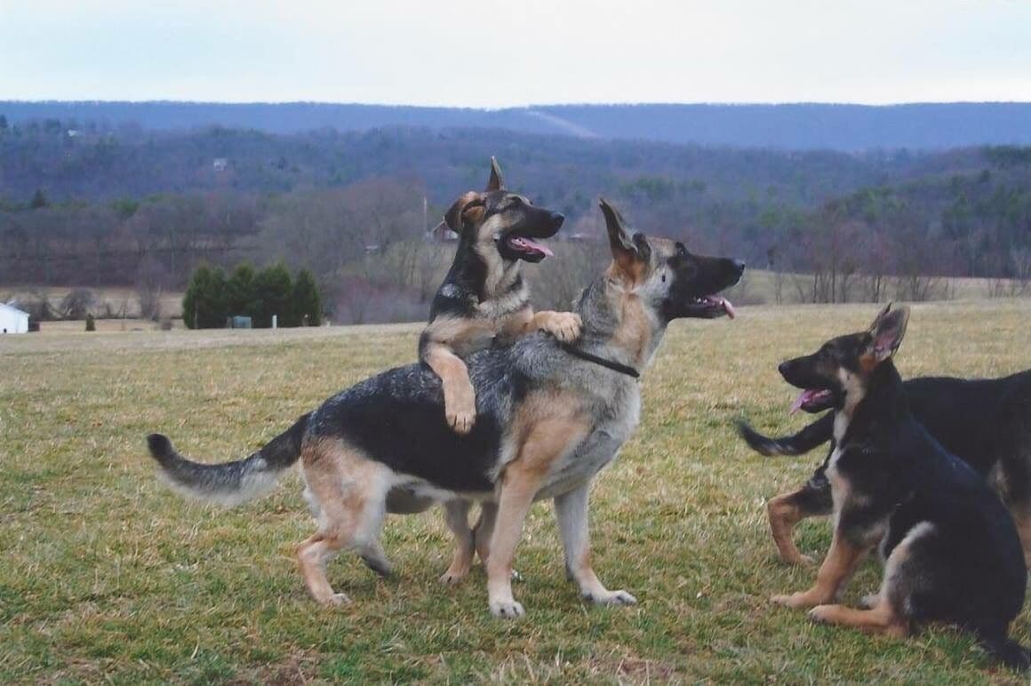 German Shepherd Dog Puppies breeder image 42