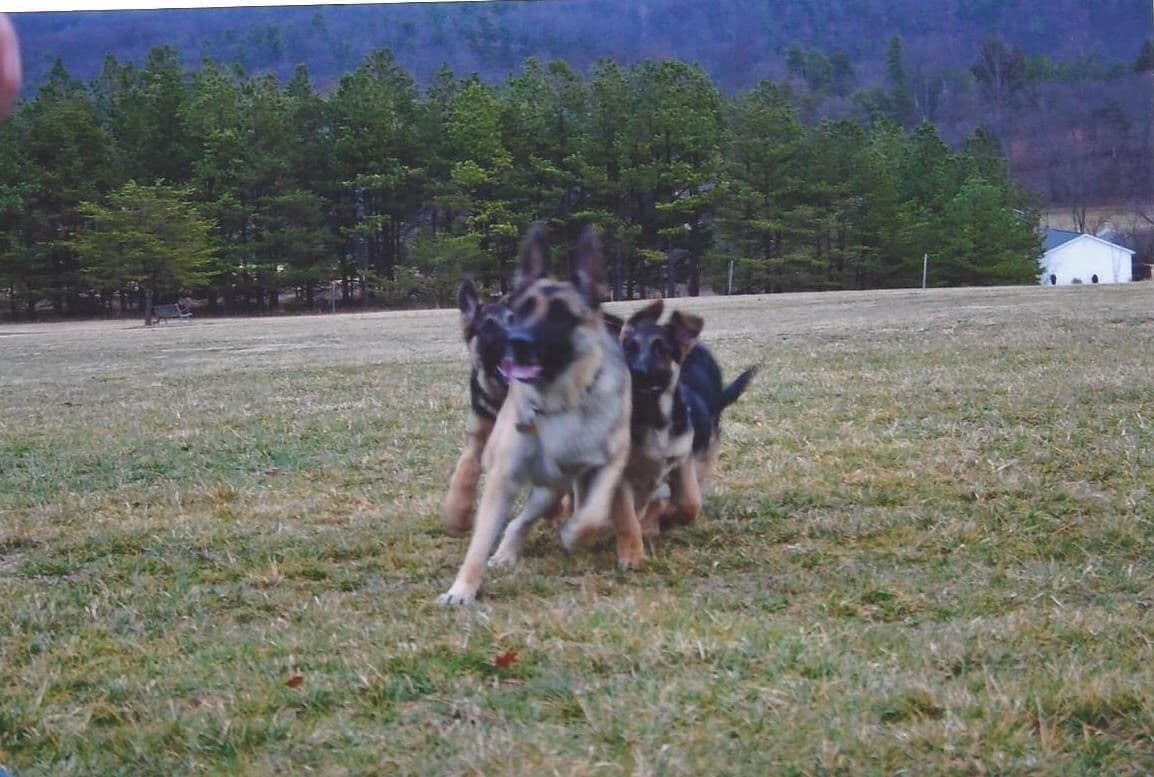 German Shepherd Dog Puppies breeder image 40