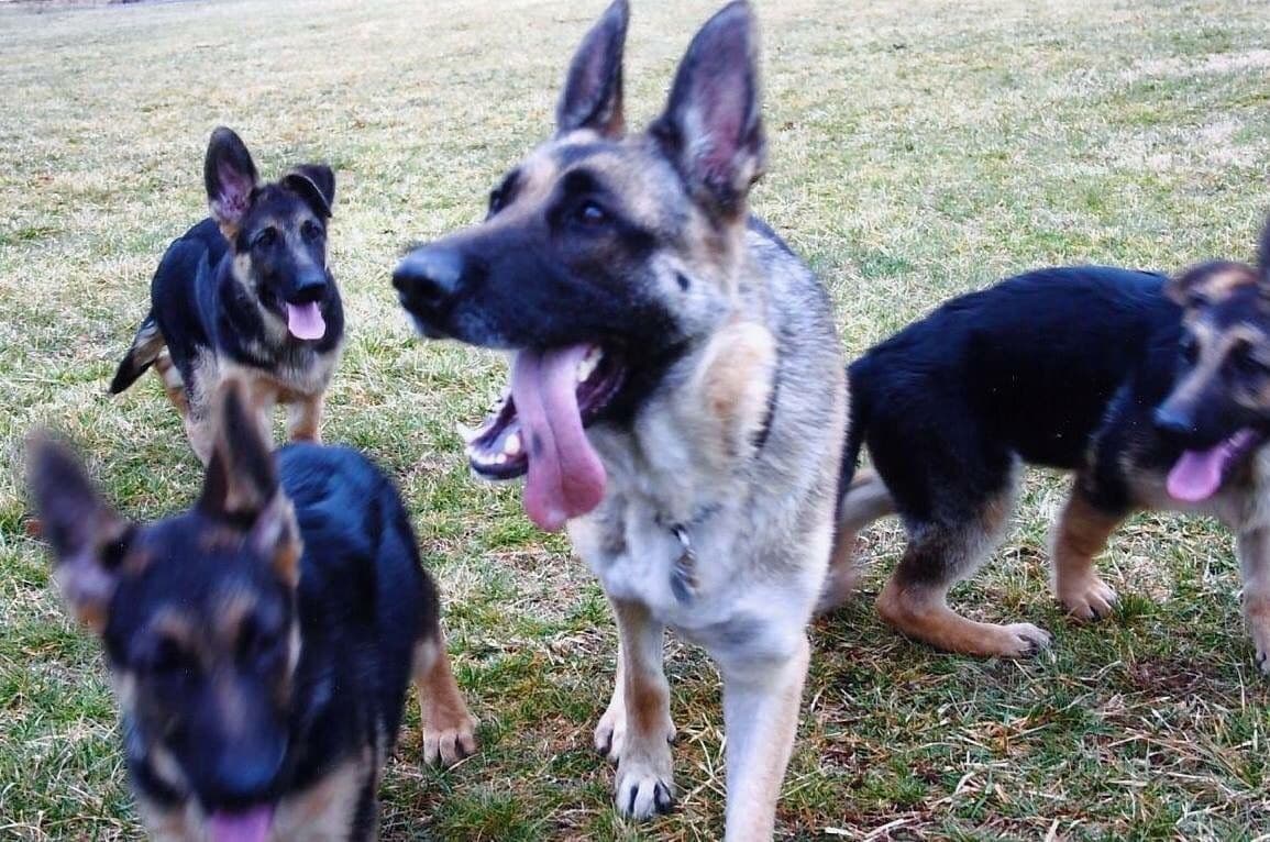 German Shepherd Dog Puppies breeder image 41