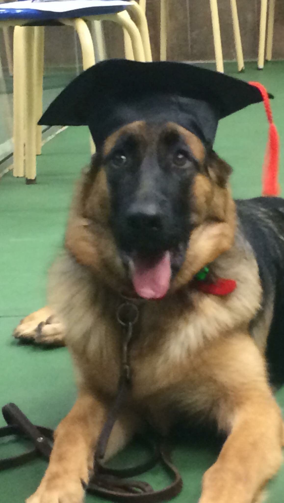 German Shepherd Dog Puppies breeder image 44