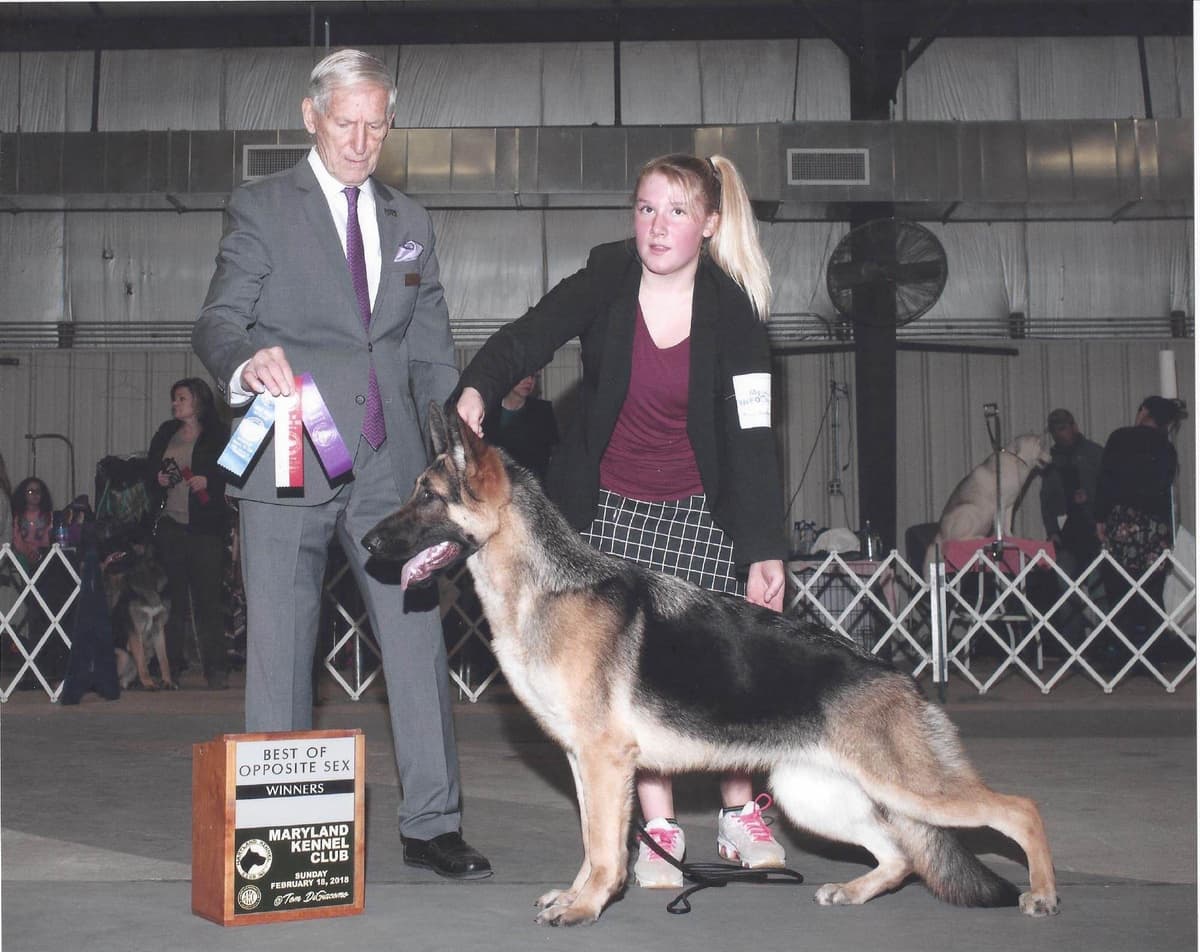 German Shepherd Dog Puppies breeder image 47