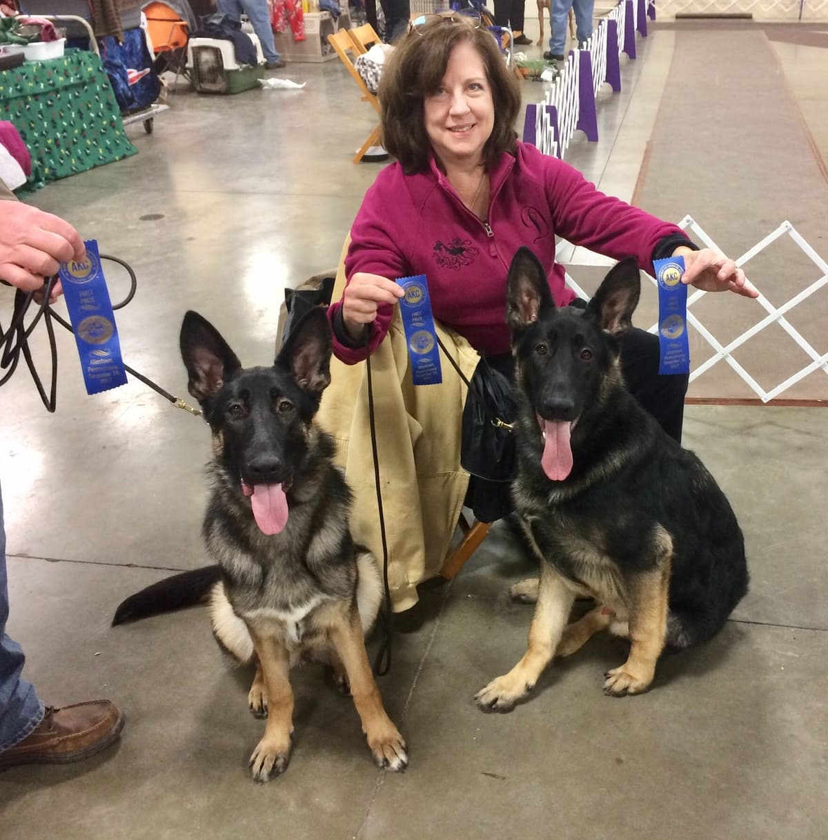 German Shepherd Dog Puppies breeder image 48