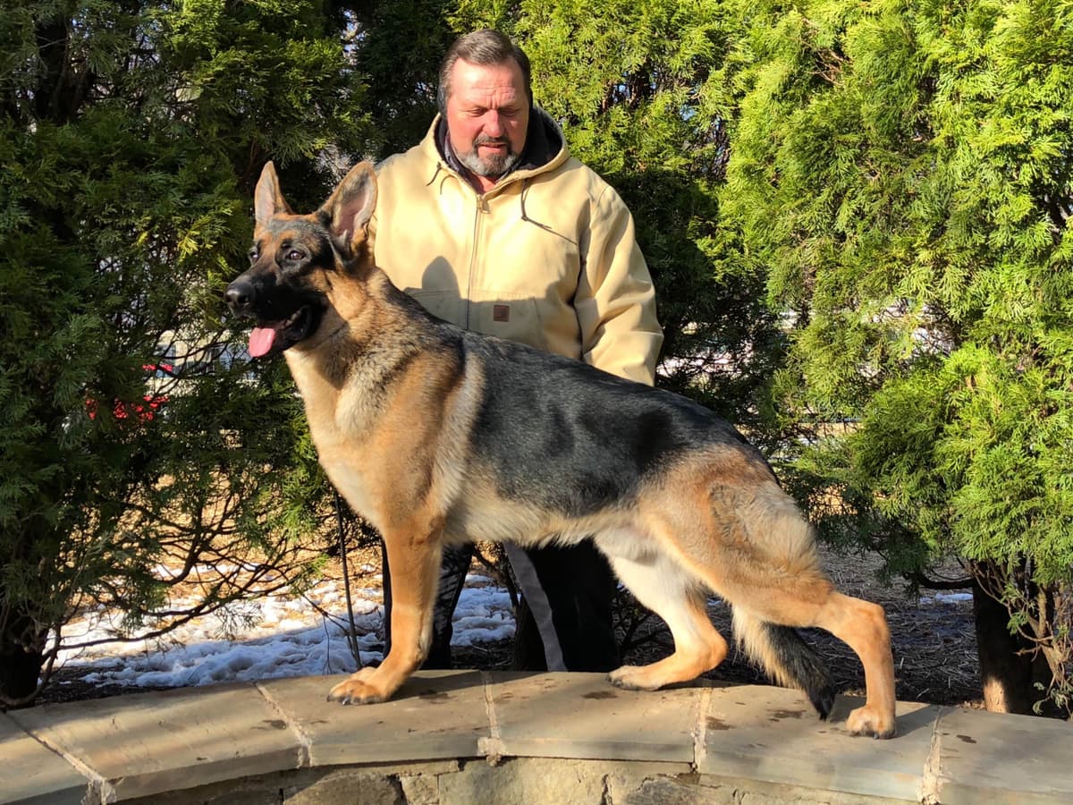 German Shepherd Dog Puppies breeder image 53