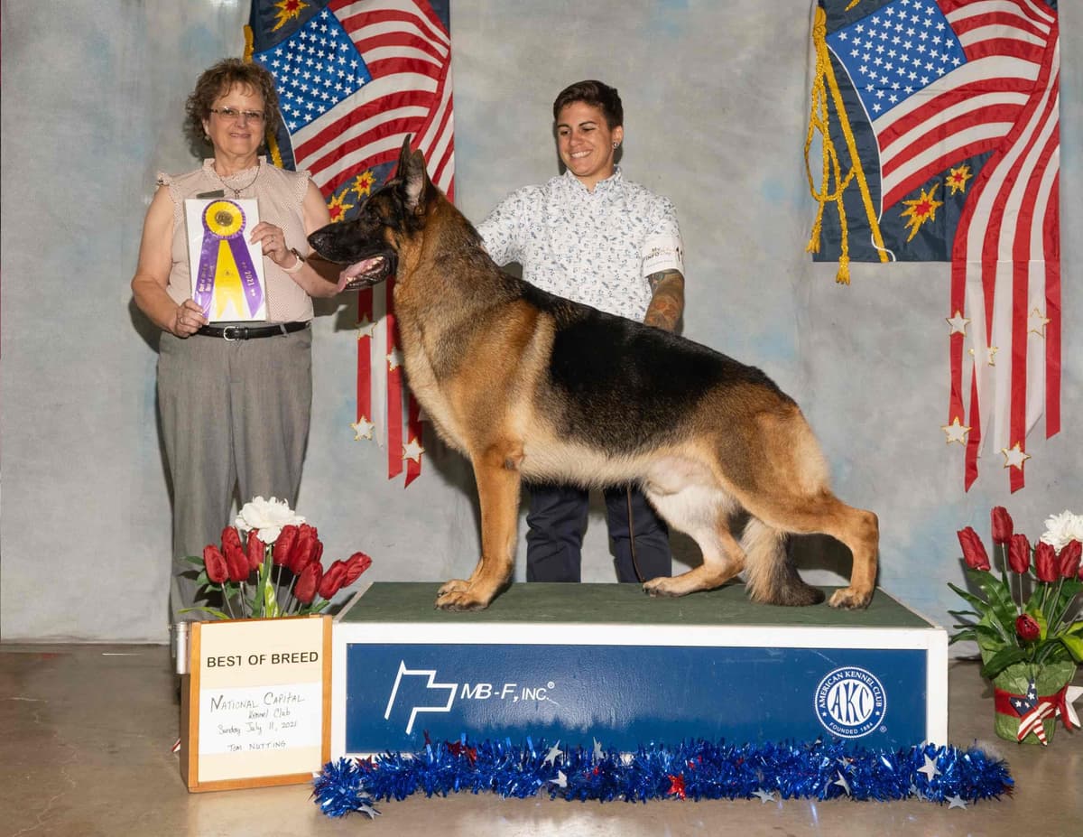 German Shepherd Dog Puppies breeder image 55