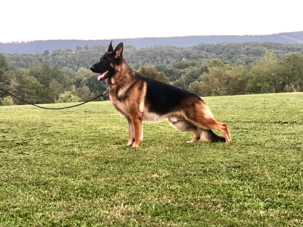 German Shepherd Dog Puppies breeder image 1