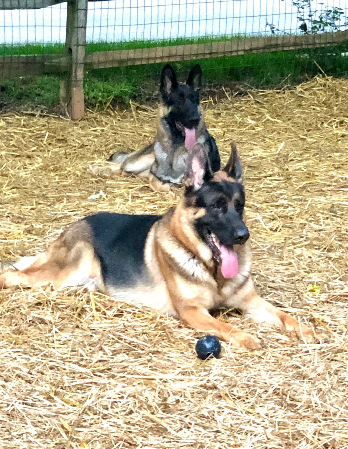 German Shepherd Dog Puppies breeder image 56