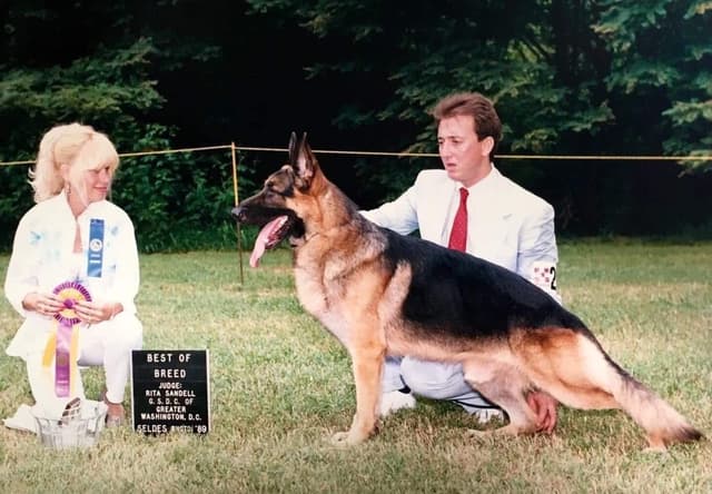 Baskerville German Shepherd Dog Puppies media 4