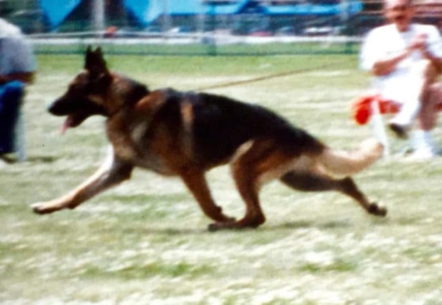 Baskerville German Shepherd Dog Puppies media 5