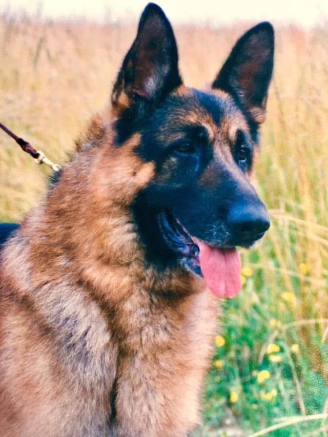 German Shepherd Dog Puppies media 3