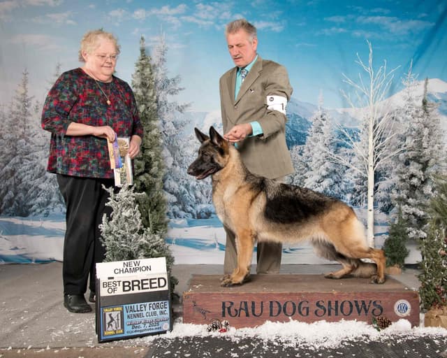 German Shepherd Dog Puppies media 6