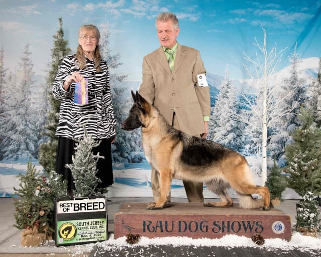 German Shepherd Dog Puppies media 7