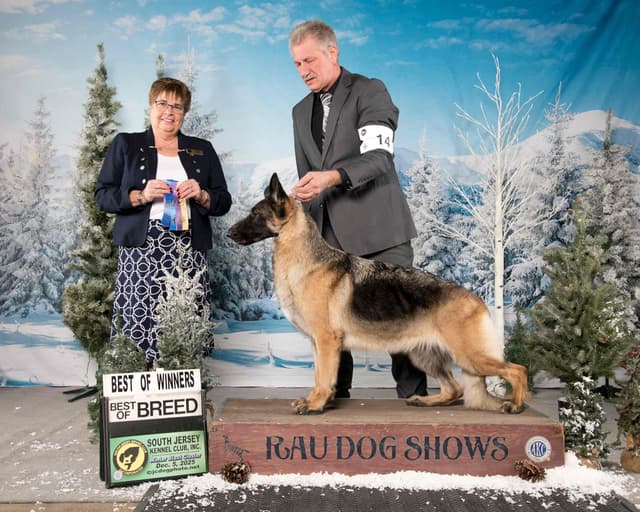 German Shepherd Dog Puppies media 8
