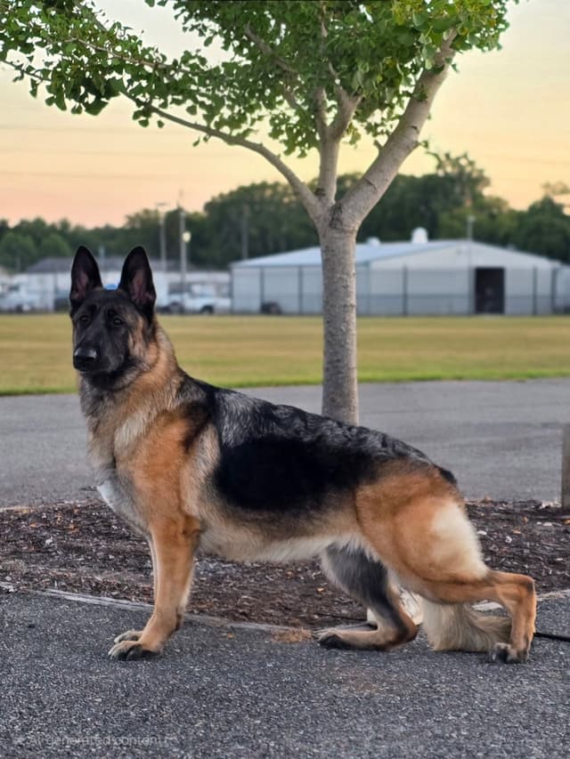 German Shepherd Dog Puppies media 4