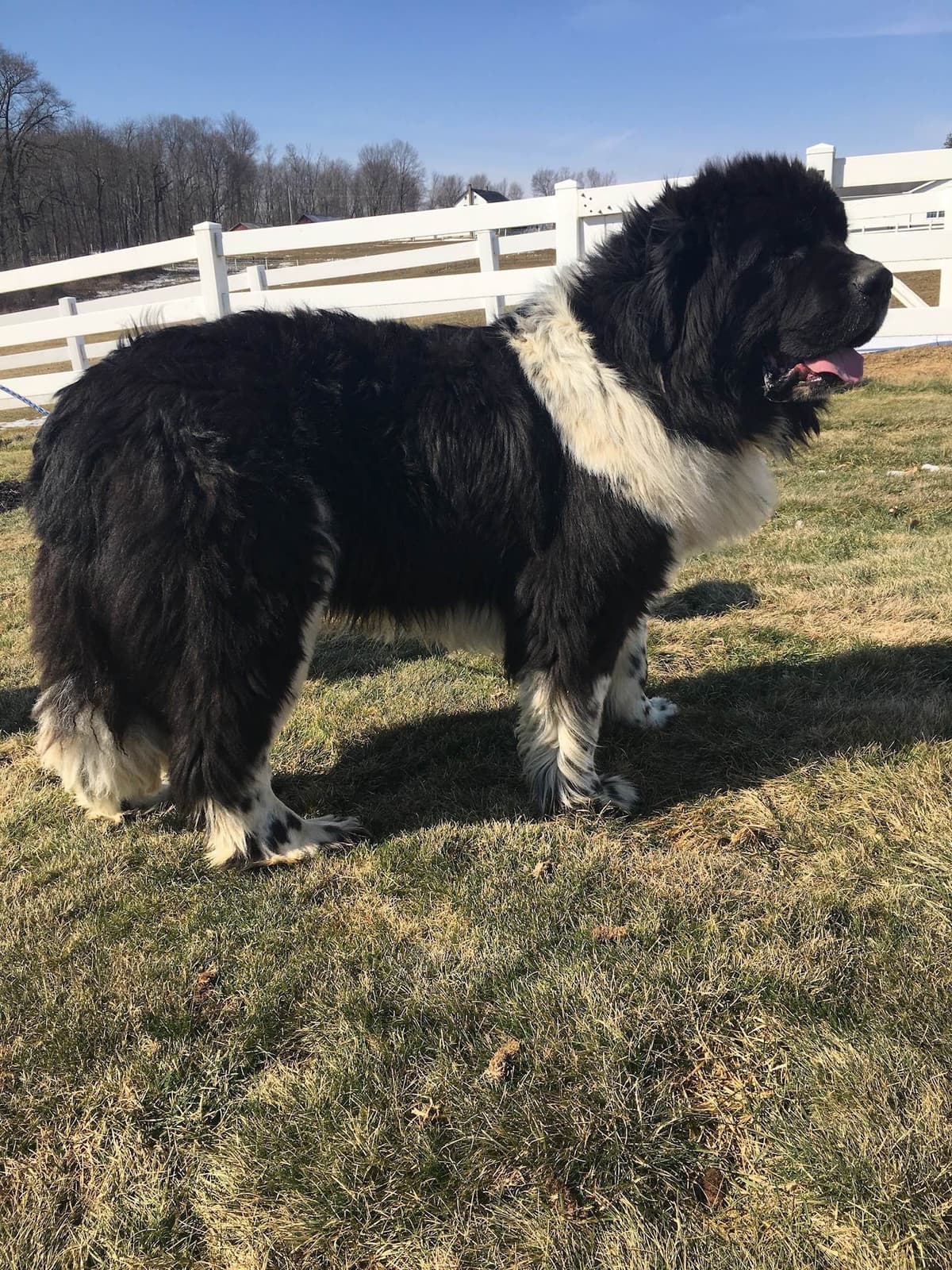 Newfoundland Puppies breeder image 5