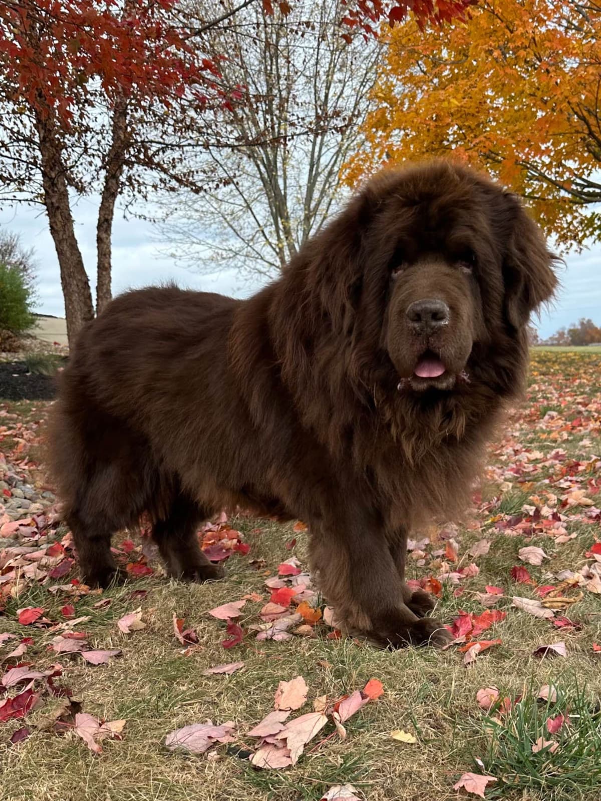 Newfoundland Puppies breeder image 1