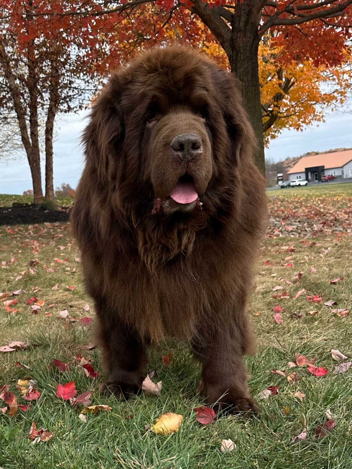 Newfoundland Puppies breeder image 3