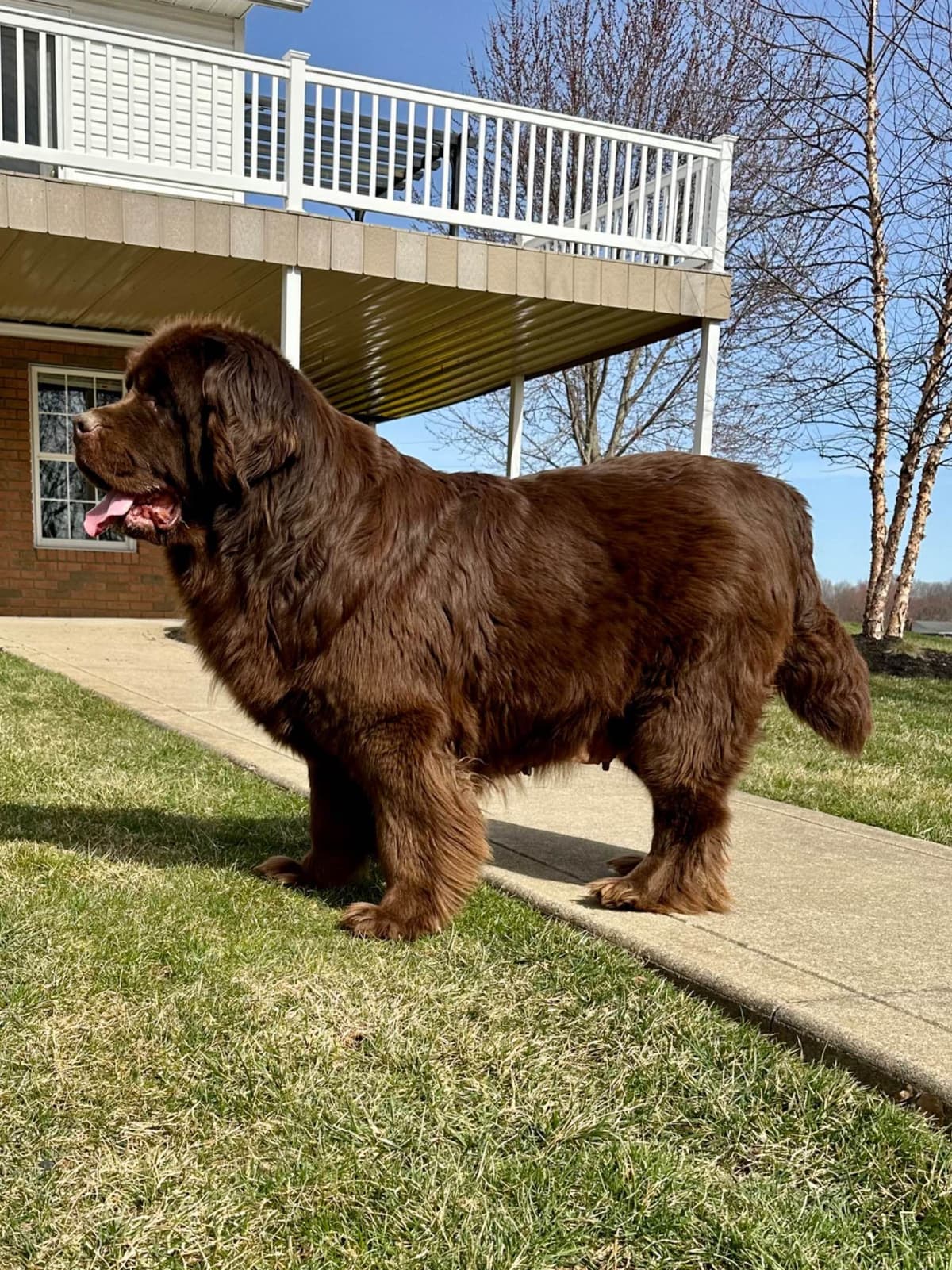 Newfoundland Puppies breeder image 9