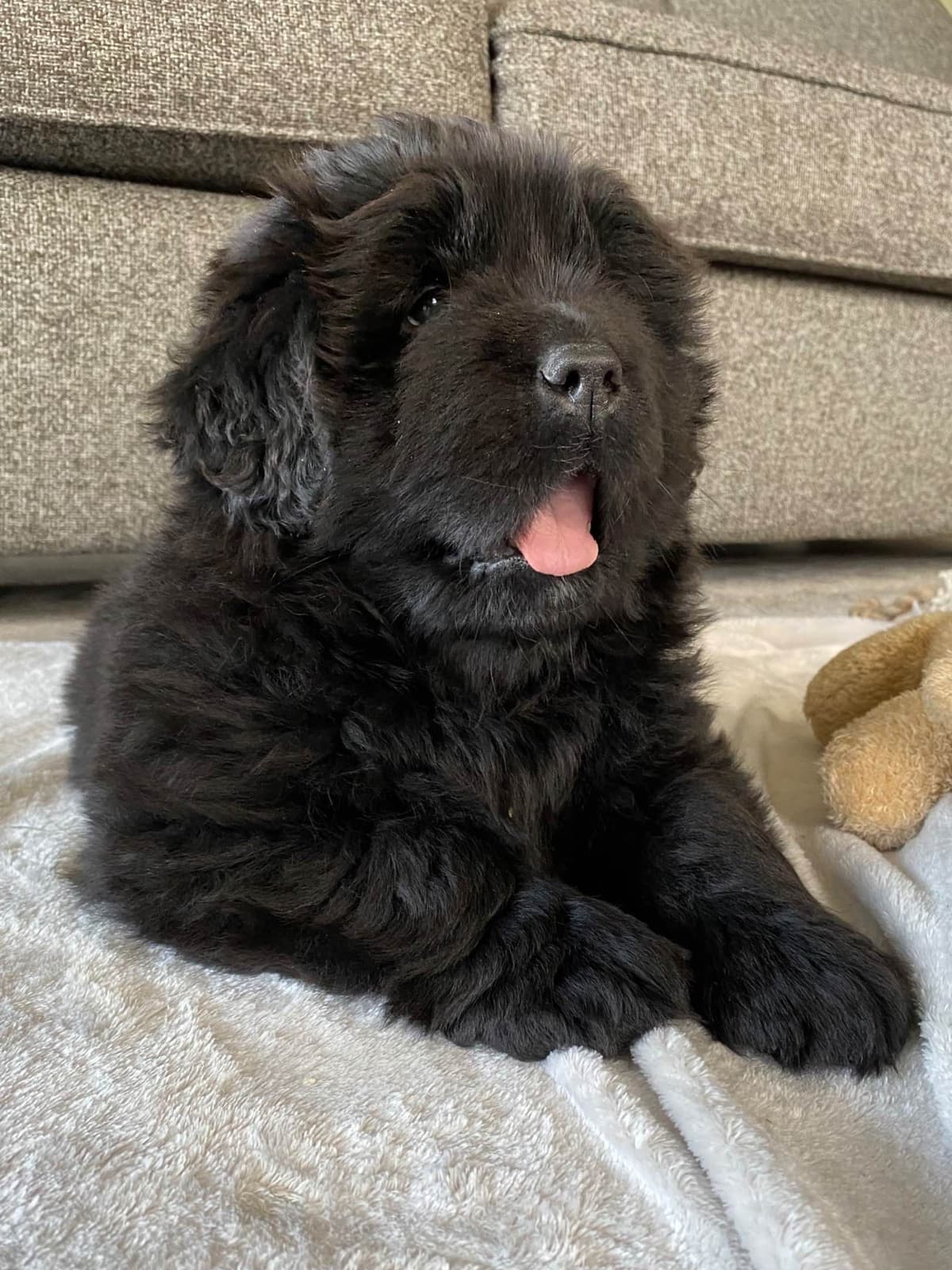 Newfoundland Puppies breeder image 12