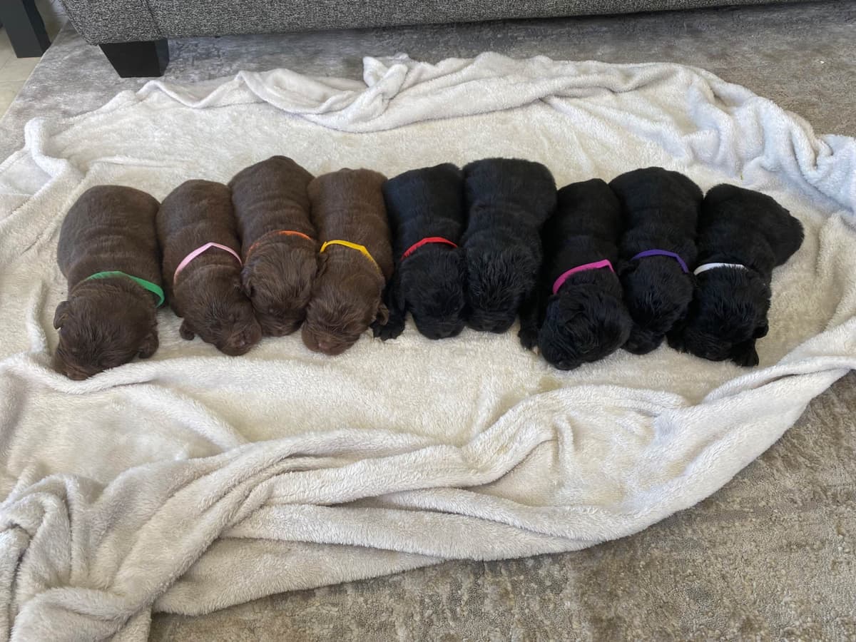Newfoundland Puppies breeder image 14