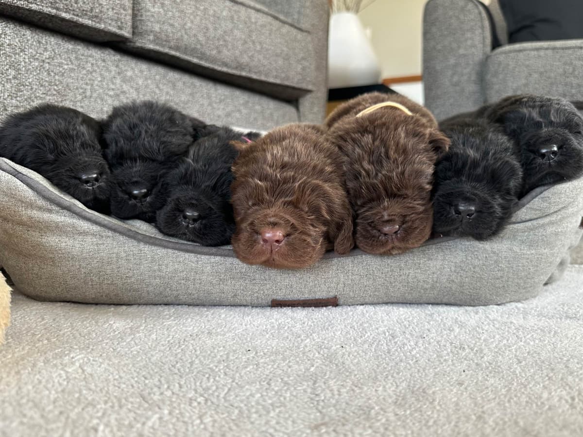 Newfoundland Puppies breeder image 15