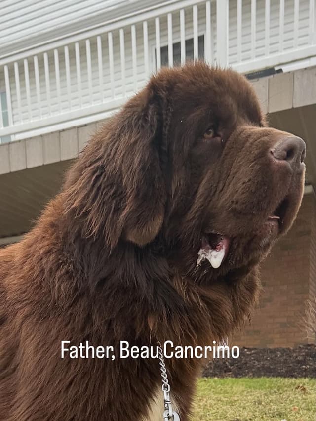 Newfoundland Puppies media 2